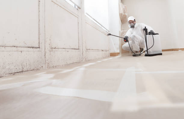 Black mold remediation team in Bowie